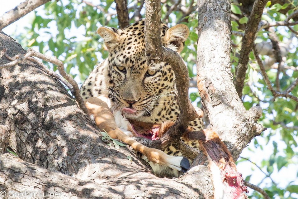 <h2>The Best of South Africa Escorted 2023</h2> 14 Nights | 6 Rounds | March 11 - 25